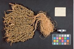 Foto (Übersicht mit Etikett) von Frauenhaarschmuck aus Süßwasserschnecken (NHMW-ZOO-MO-0081100-ETH-130)